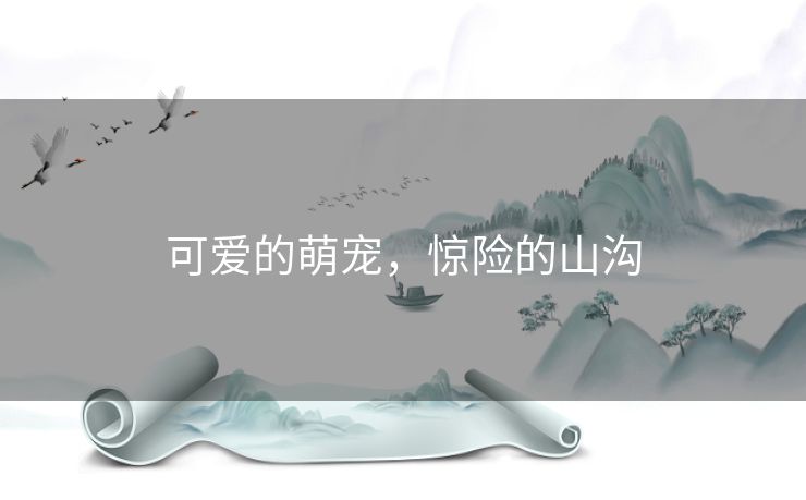 可爱的萌宠,惊险的山沟 可爱的萌宠,惊险的山沟